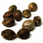 Семена марихуаны АК-47  (Seeds AK-47) в Среднеколымске